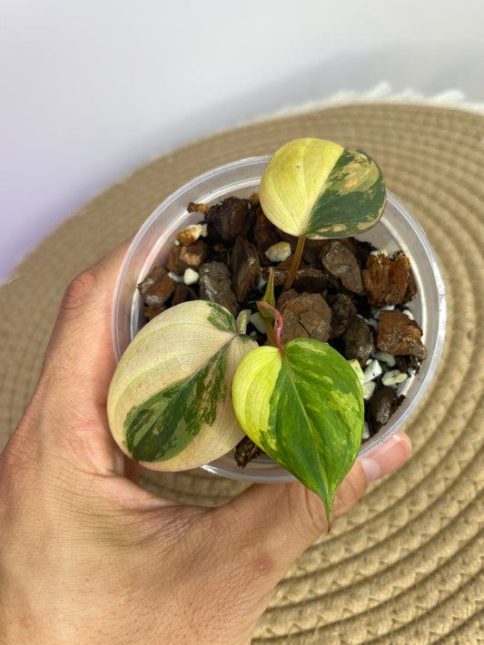 Philodendron Mican Variegated A