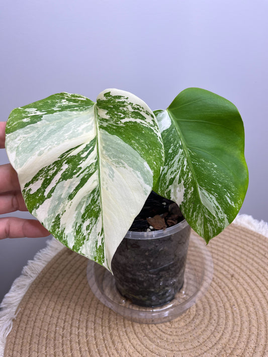 Monstera Borsigiana Albo Variegated 10