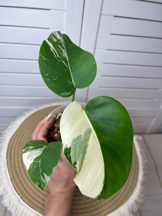 Monstera Borsigiana Albo Variegated 10