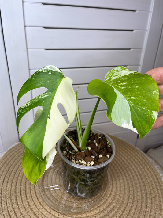 Monstera Borsigiana Albo Variegated 10