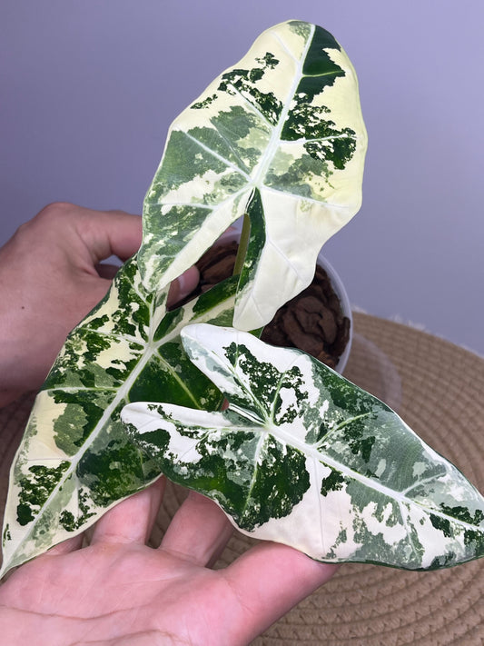 Alocasia Frydek Variegated 1