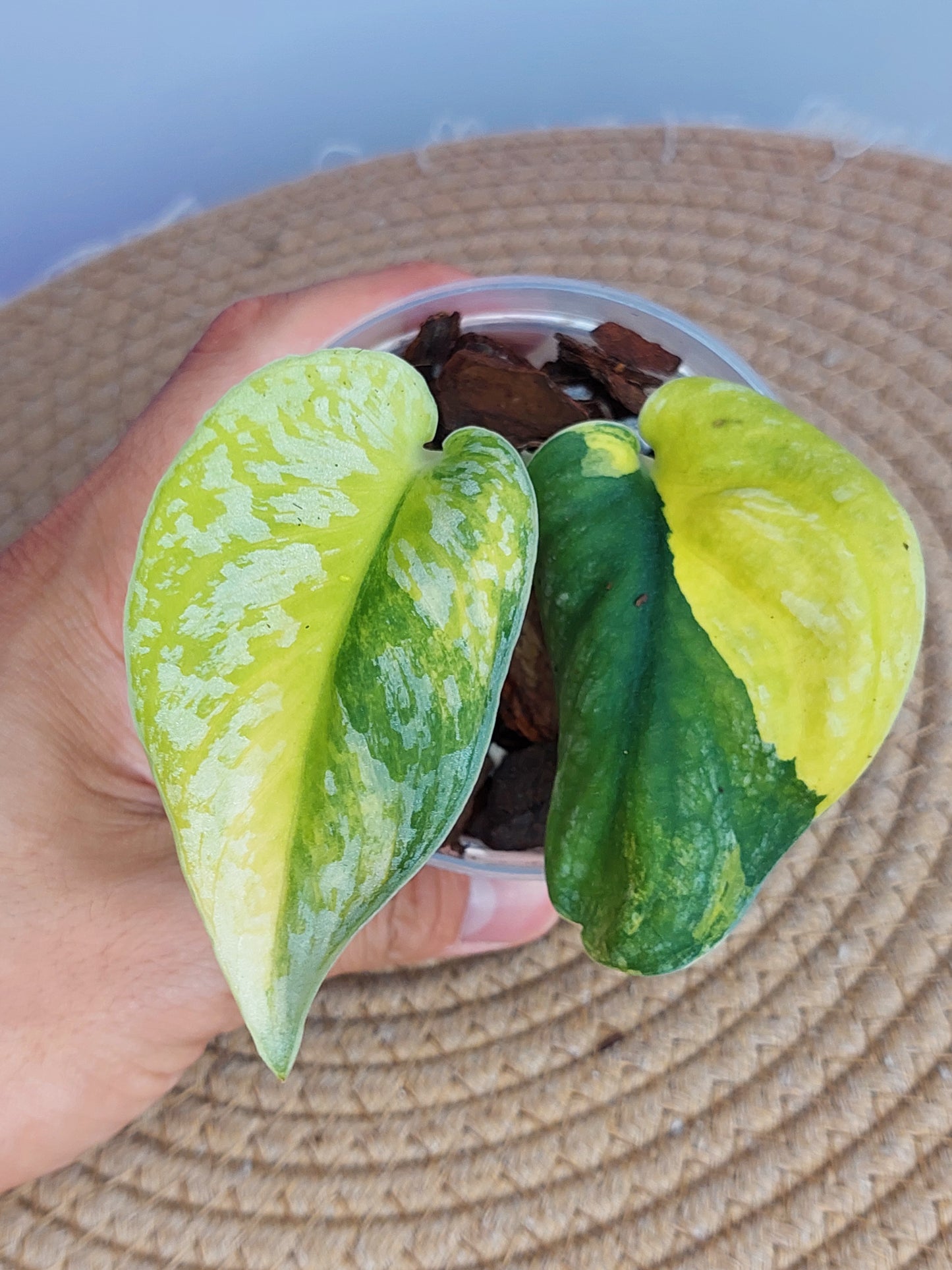 Scindapsus Exotica Variegated -1