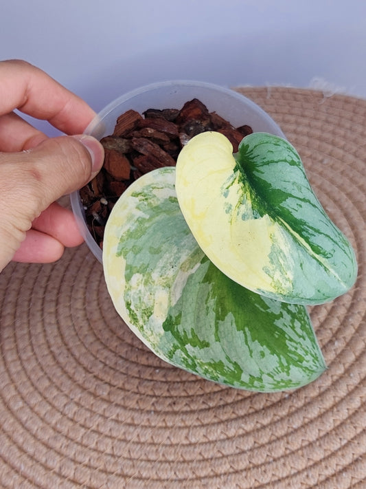 Scindapsus Exotica Variegated -2