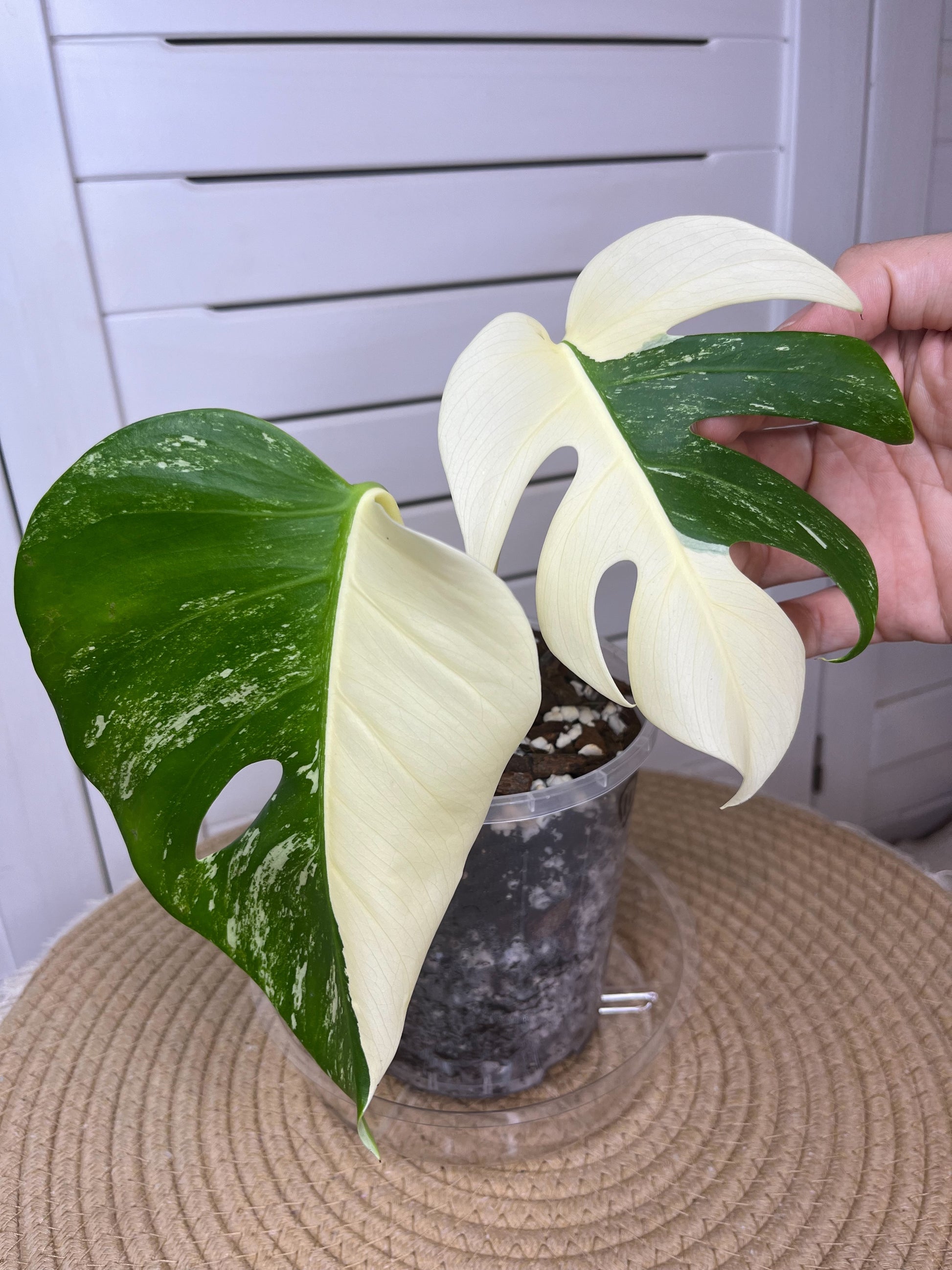 monstera deliciosa albo variegata nz Monstera Borsigiana Albo Half Moon Variegated 11 – SOUL PLANT