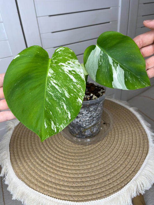 Monstera Borsigiana Albo Variegated 11