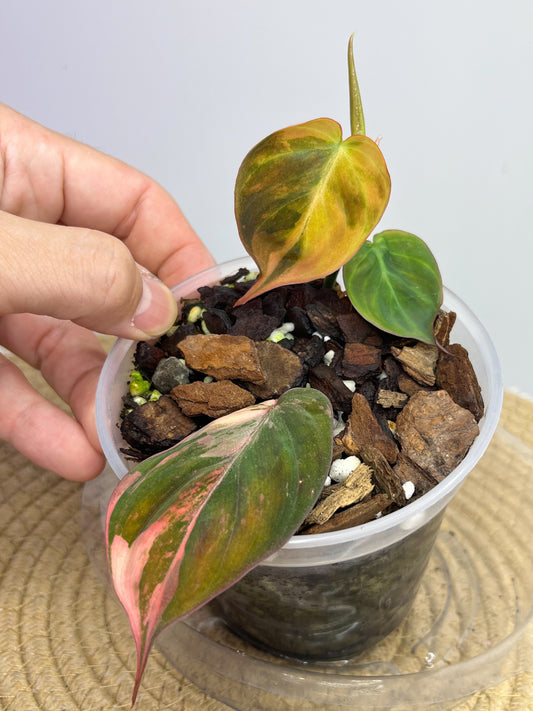 Philodendron Mican Variegated 1