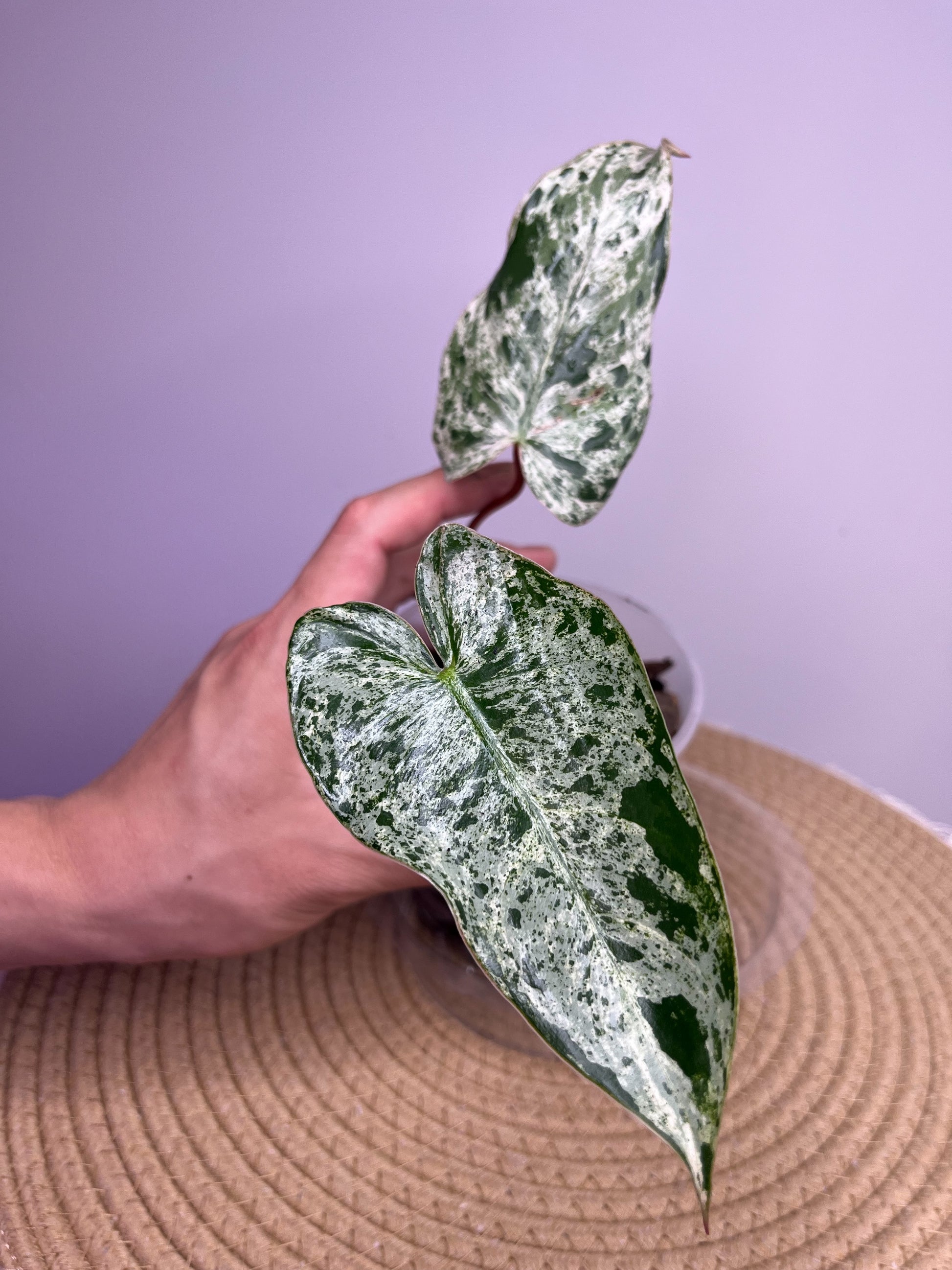 philodendron imbe Philodendron Imbe Variegated 1 – SOUL PLANT