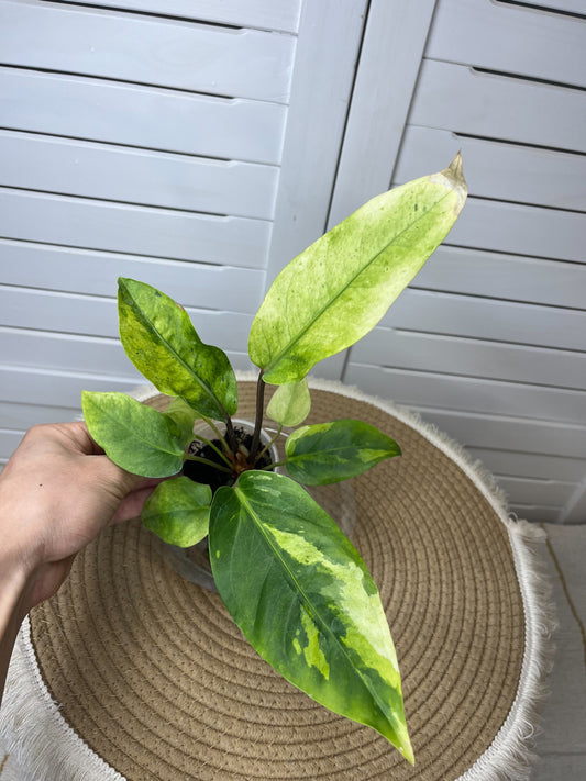 Anthurium Hookeri Variegated 13
