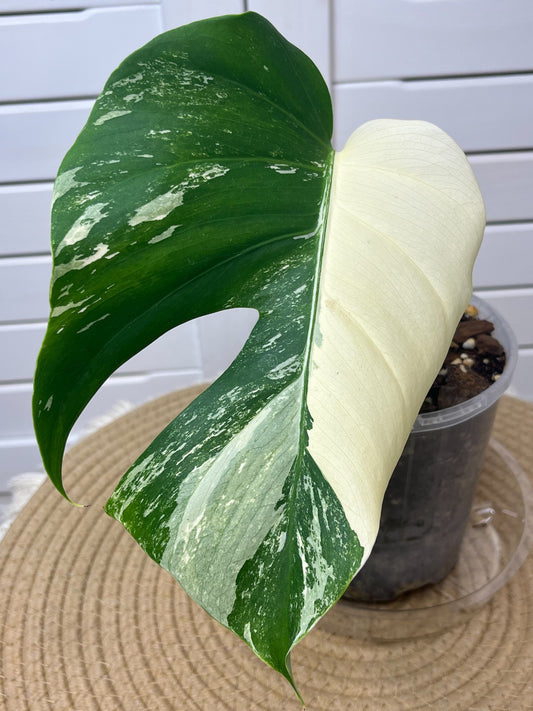 Monstera Borsigiana Albo Variegated 13