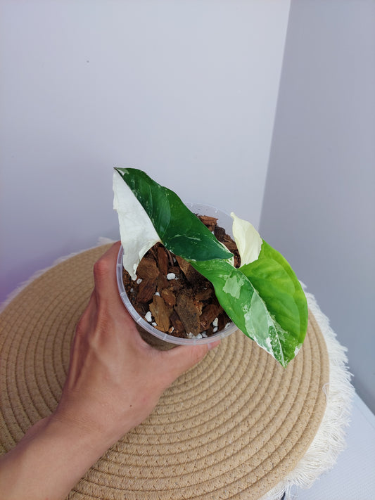 Syngonium Albo #1