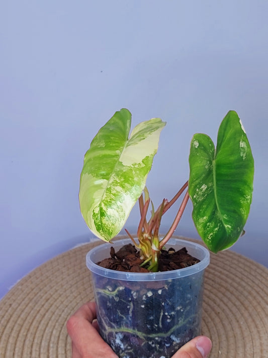 Philodendron Burle Marx variegated A