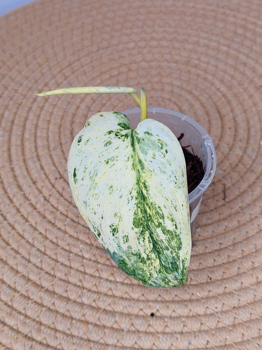 Scindapsus Creme Brulee Variegated A