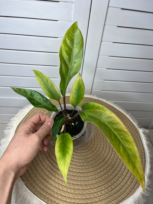 Anthurium Hookeri Variegated 15