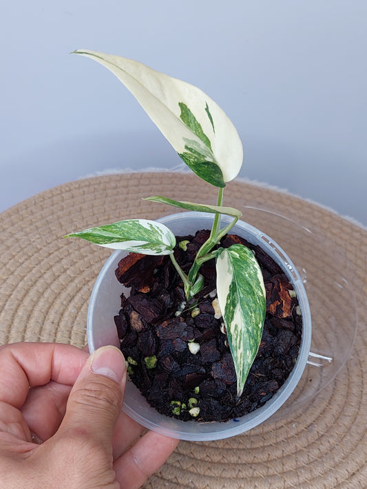Epipremnum Pinnatum Albo #1