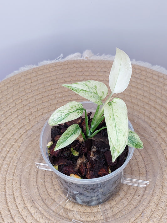 Monstera Adansonii Laniata Mint #1