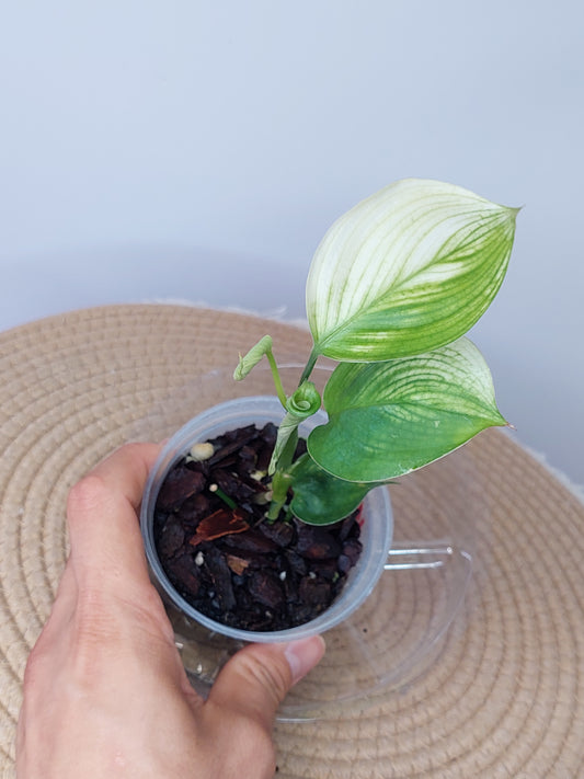 Scindapsus White Monster #1