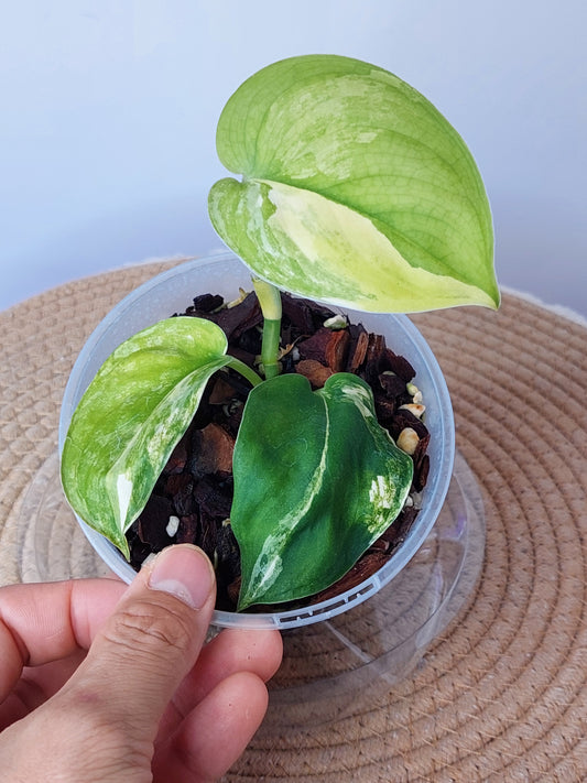 Scindapsus Jade Satin Variegated #1