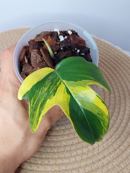 Philodendron Florida Beauty variegated #1