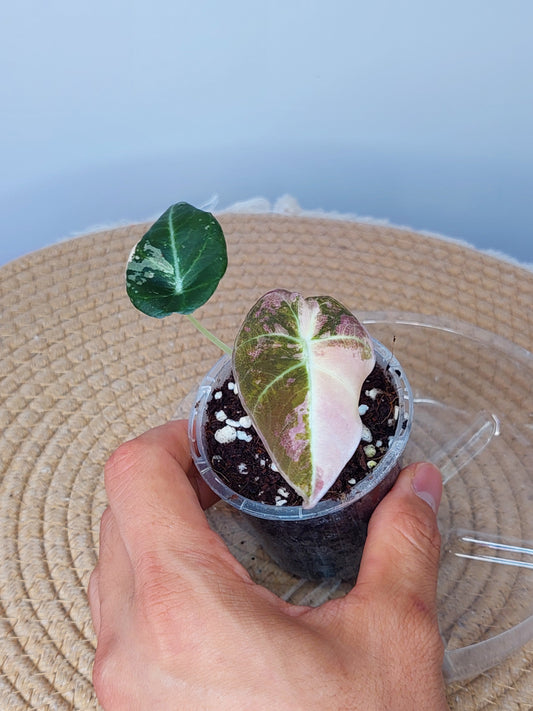 Alocasia Black Velvet Variegated #1