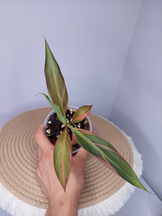 Musa Nono - Pink Variegated Banana