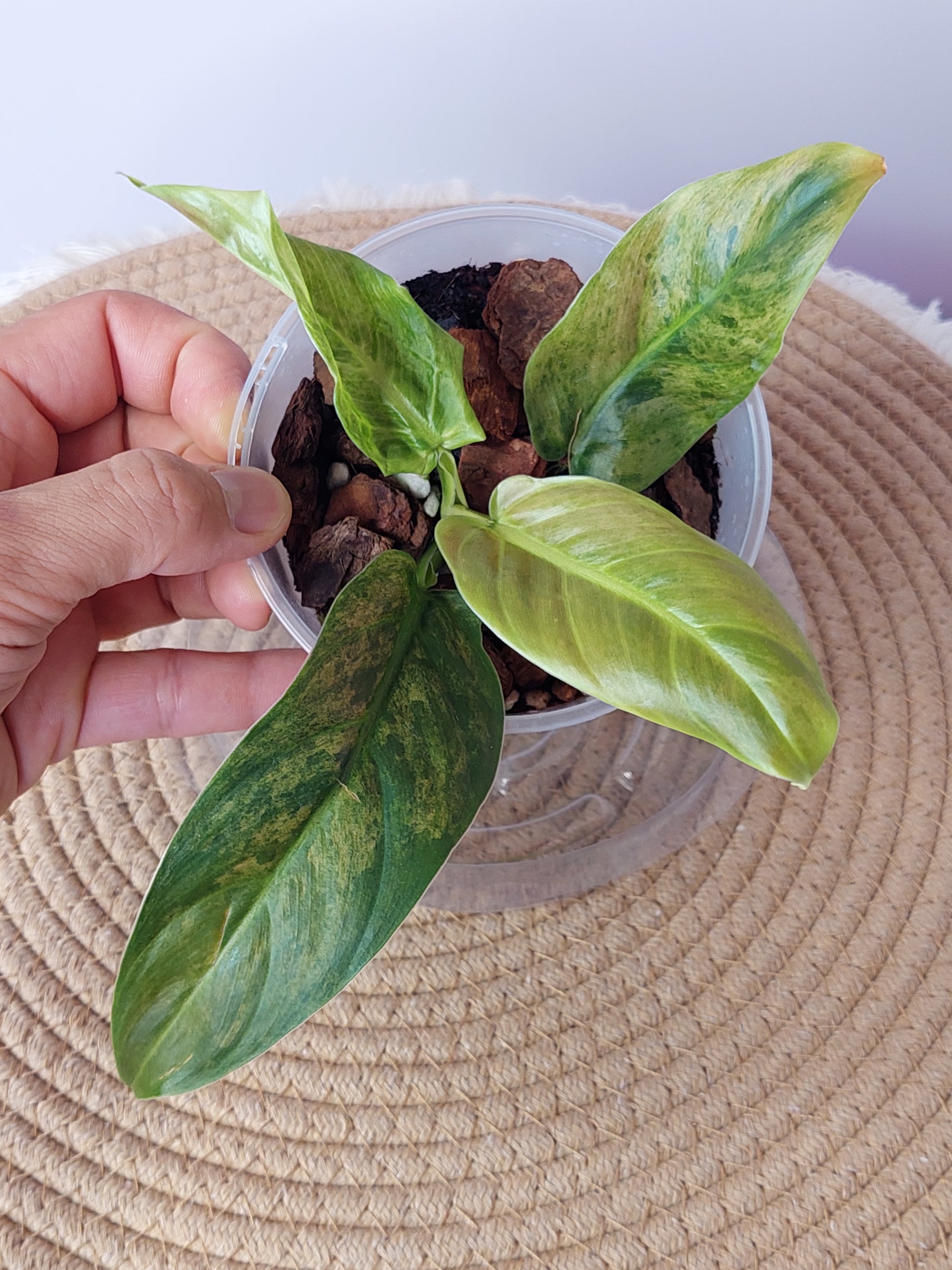 philodendron subhastatum variegata Philodendron Subhastatum Variegated