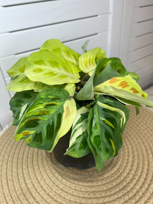 Prayer Plant / Maranta Variegated 15