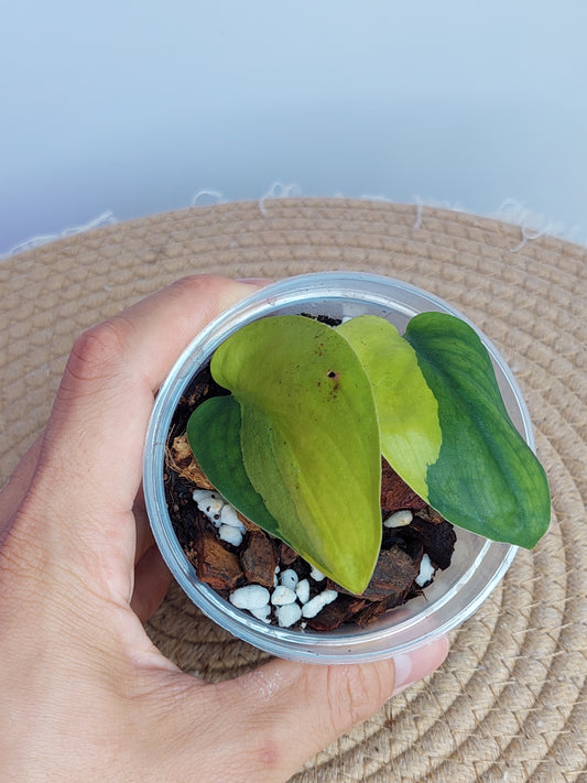 Scindapsus Jade Satin Variegated - 2