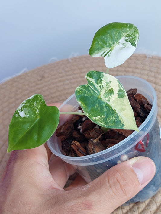 Alocasia Frydek Variegated - 1