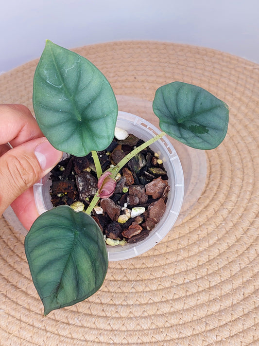 Alocasia Bisma 1