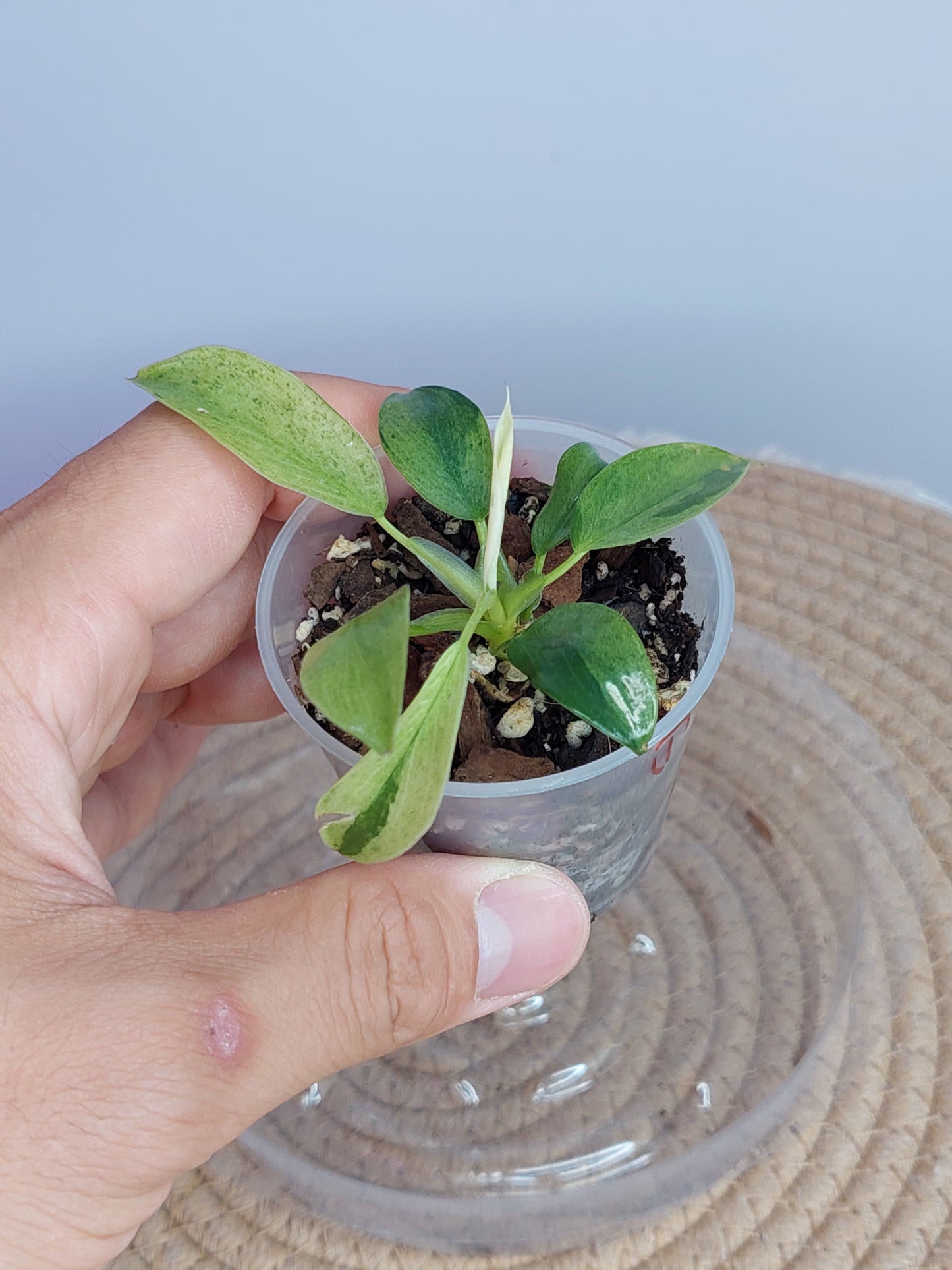 Philodendron Jose Buono Variegated #1