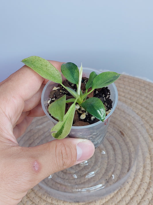 Philodendron Jose Buono Variegated #1