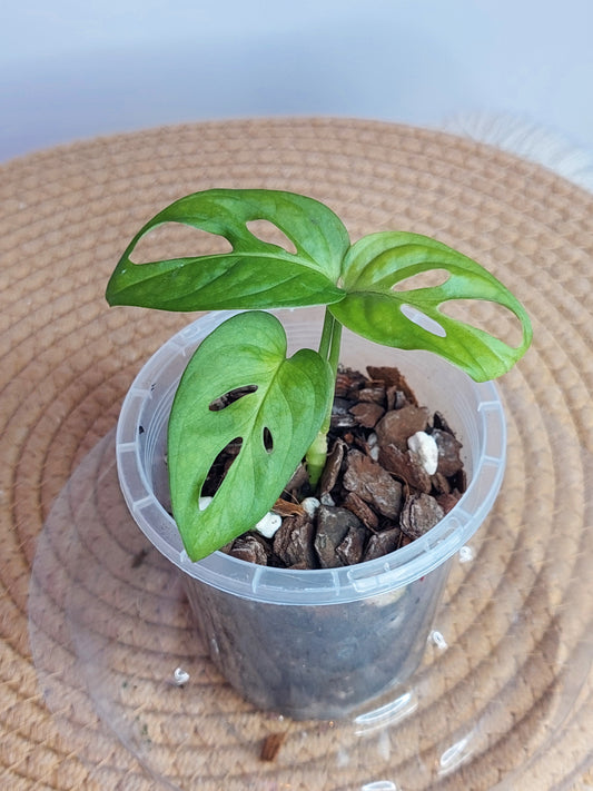 Monstera Acuminata - 1