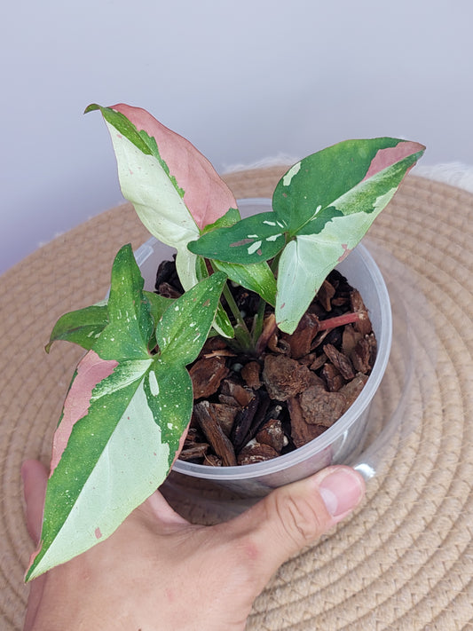Syngonium Red Spot Tricolour 1
