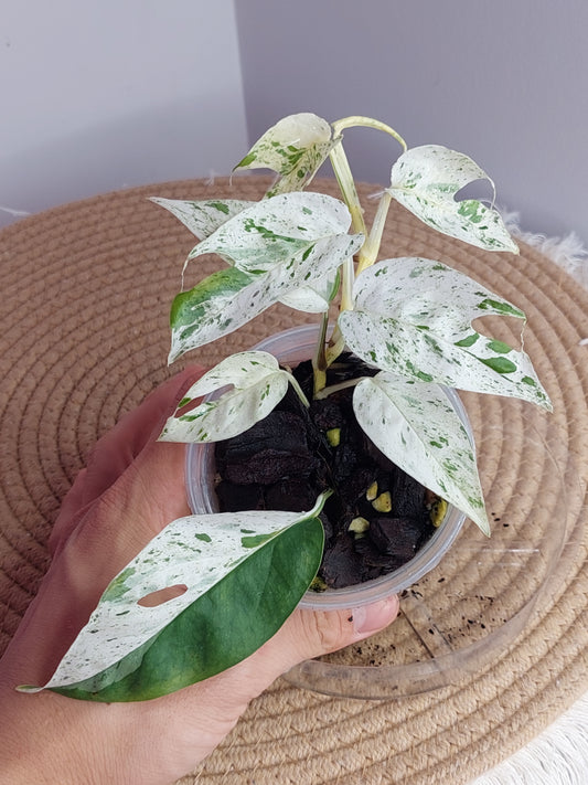 Epipremnum Pinnatum Marble 1