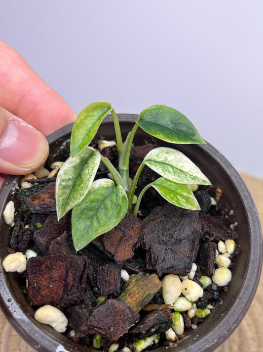 Epipremnum Pinnatum Bali Hanoman 1