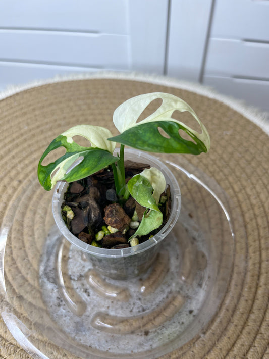 Monstera Monkey Mask(Adansonii) Variegated 1