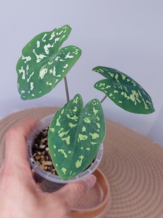 Caladium Hilo Beauty (A)