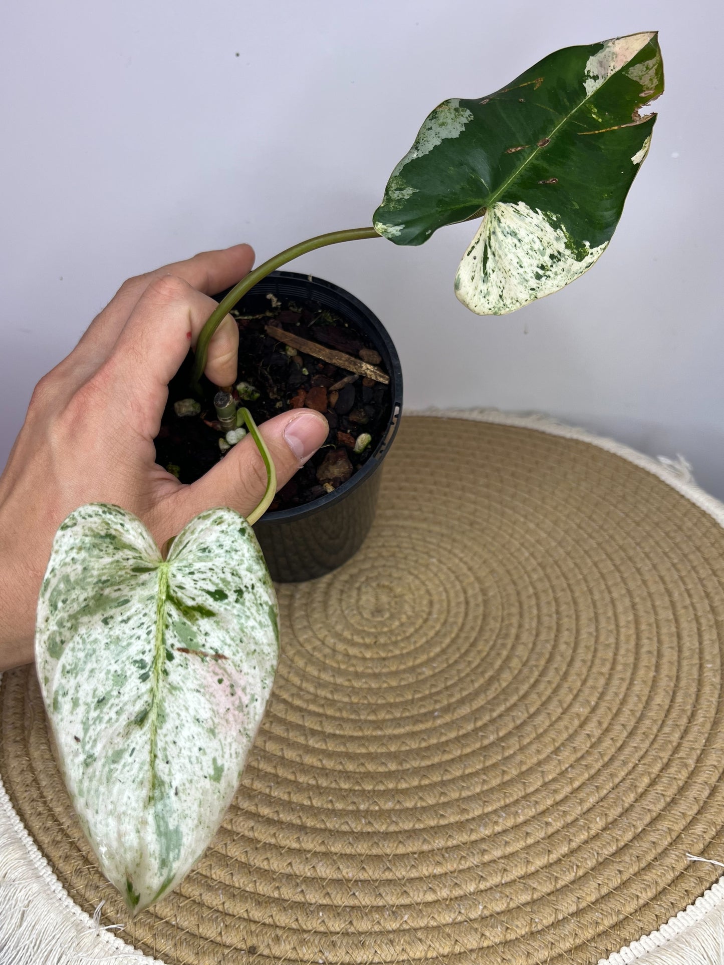 variegated philodendron imbe Philodendron Imbe Variegated #1 – SOUL PLANT