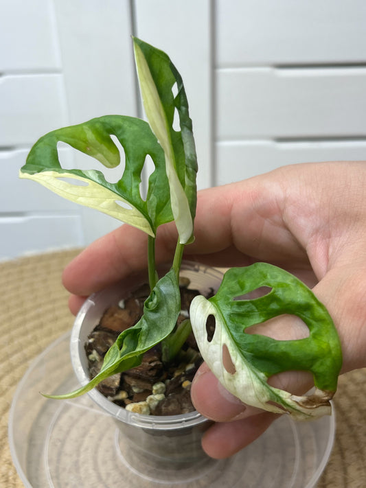 Monstera Monkey Mask(Adansonii) Variegated #1