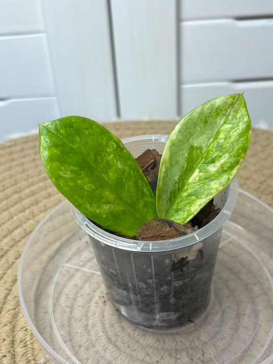 ZZ plant variegated #1