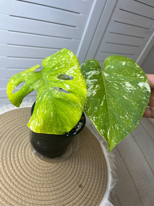 Monstera Deliciosa Mint Variegated #1