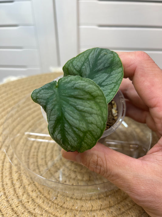 Monstera Dubia 1