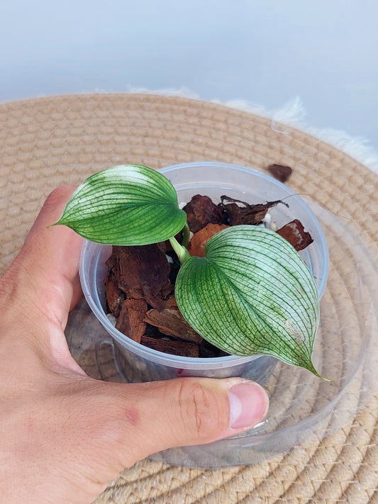 Scindapsus White Monster 1