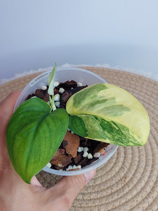 Scindapsus Jade Satin Variegated #1