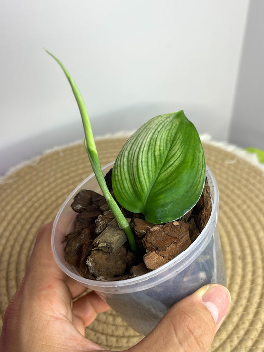 Scindapsus White Monster A