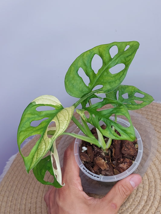 Monstera Monkey Mask(Adansonii) Variegated 1