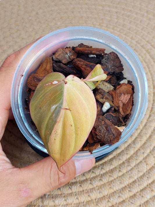 Philodendron Mican Variegated A