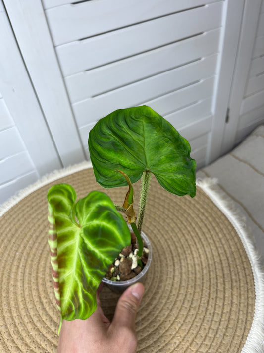 Philodendron Verrucosum 1