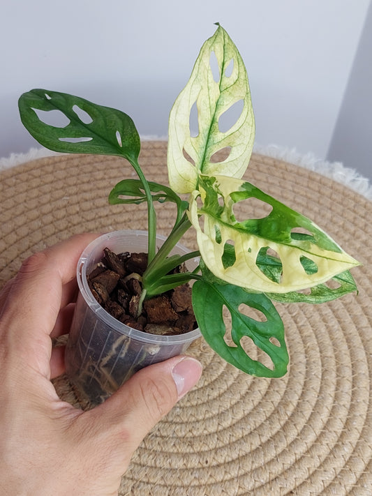 Monstera Monkey Mask(Adansonii) Variegated #1