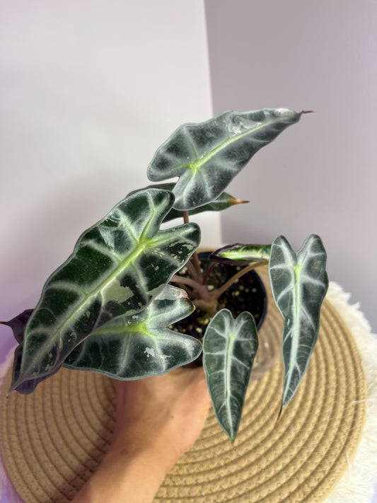Alocasia Amazonica Polly Pink Variegated 1